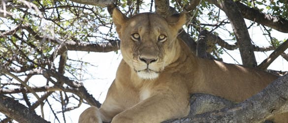 lioness