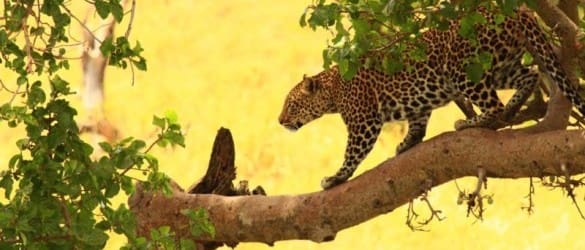 branch