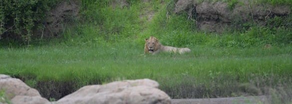 lions