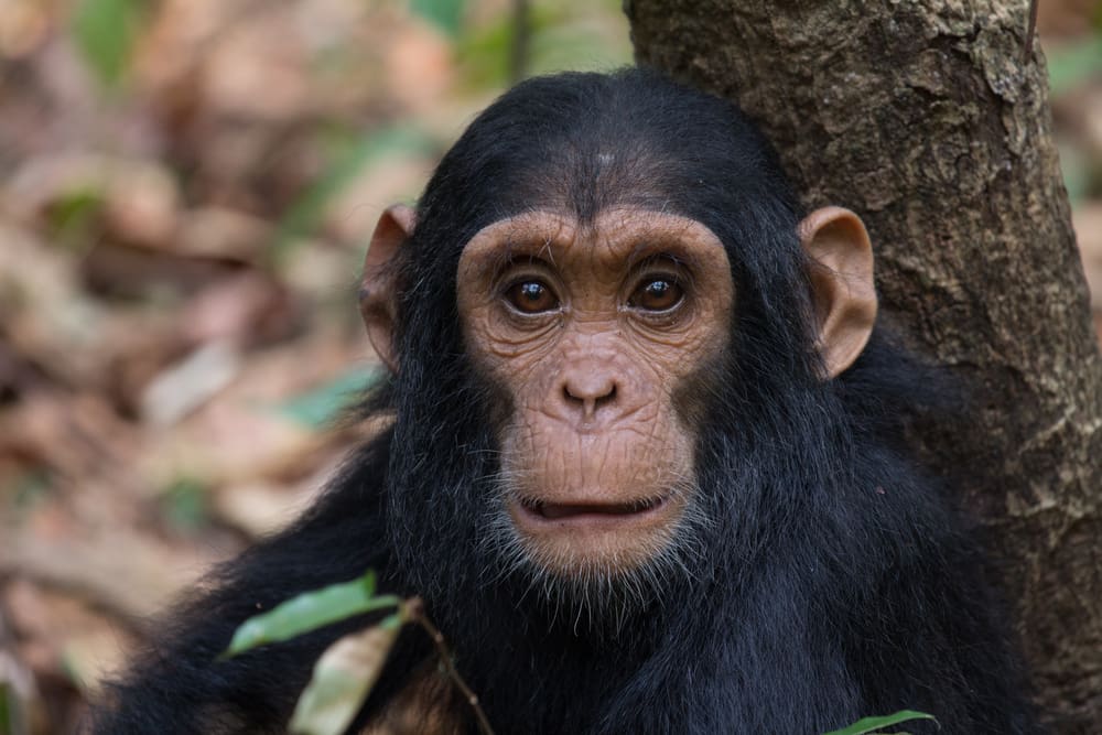 Gombe Mahale chimp - Tanzania safari - Proud African Safaris
