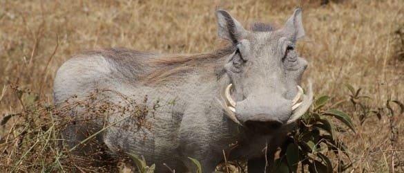warthog