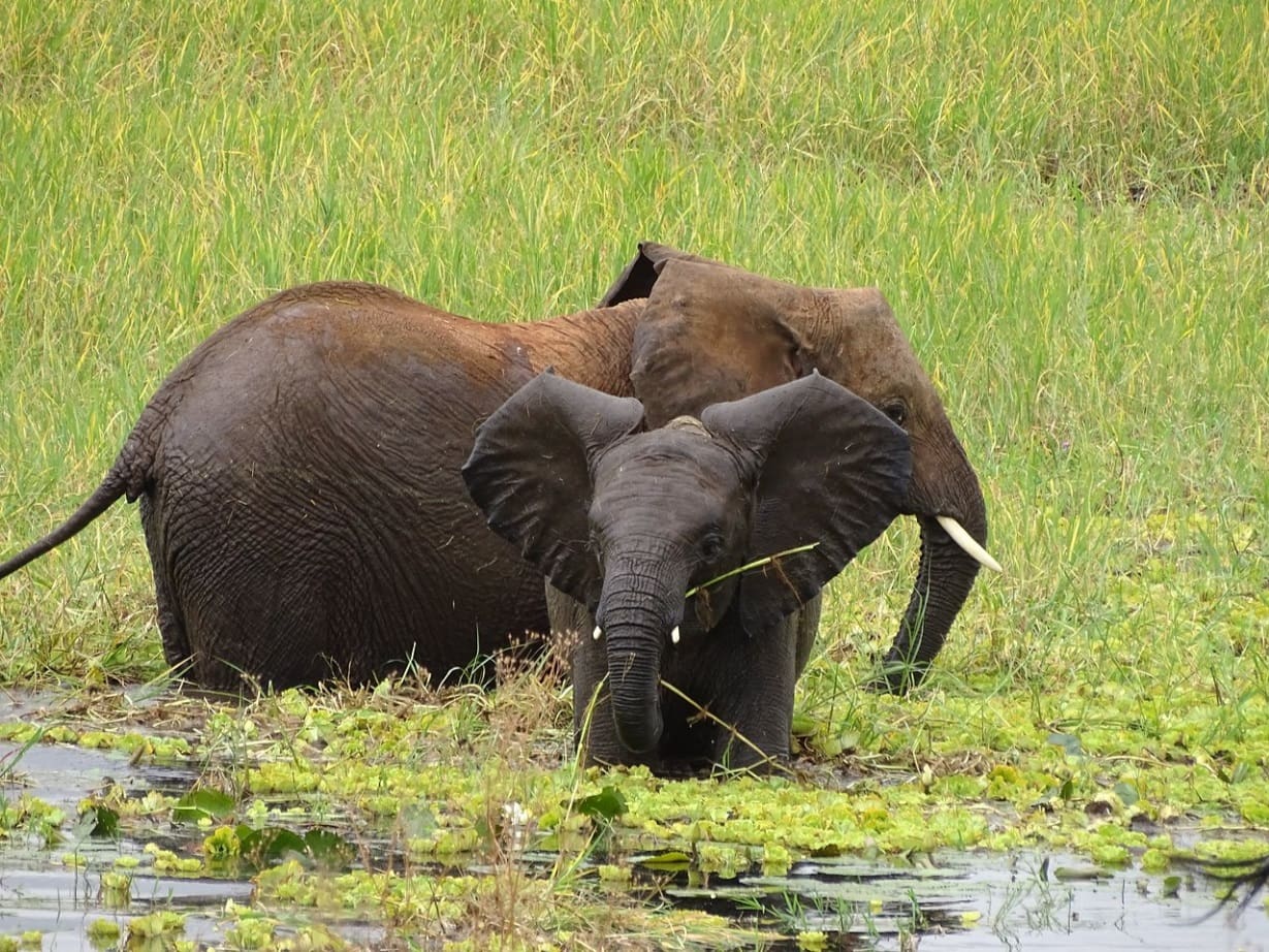 elephants