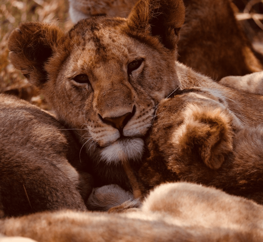big cat