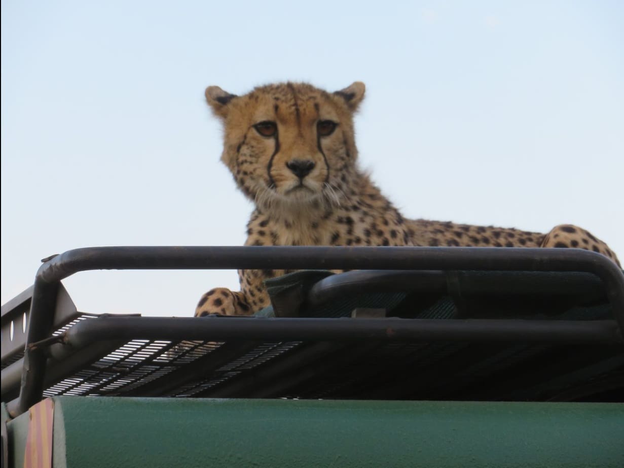perched