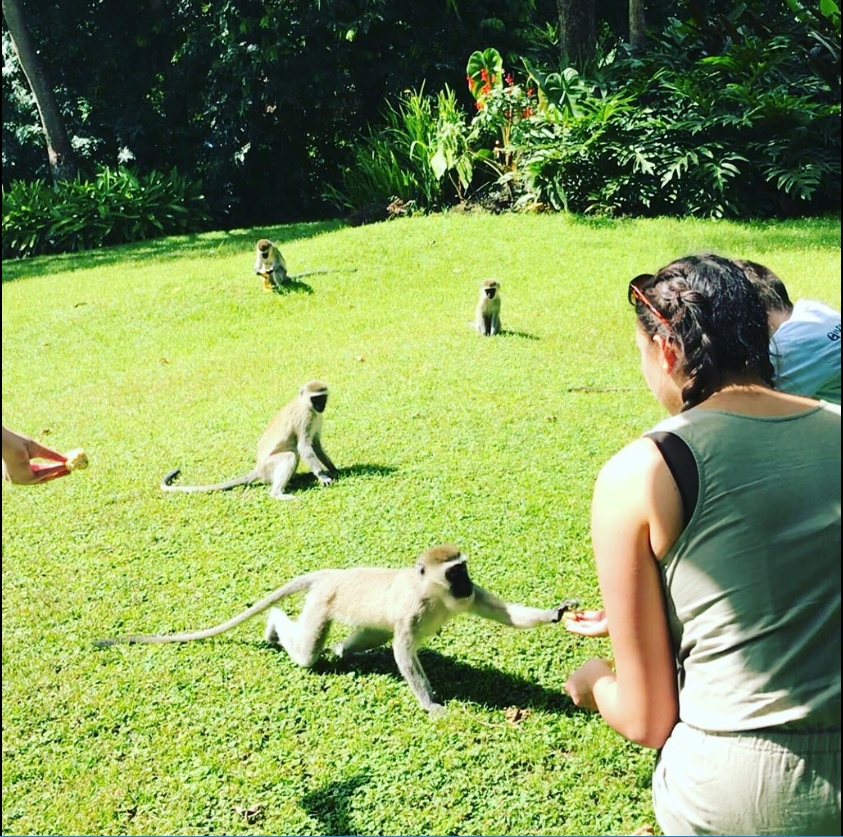 monkeys