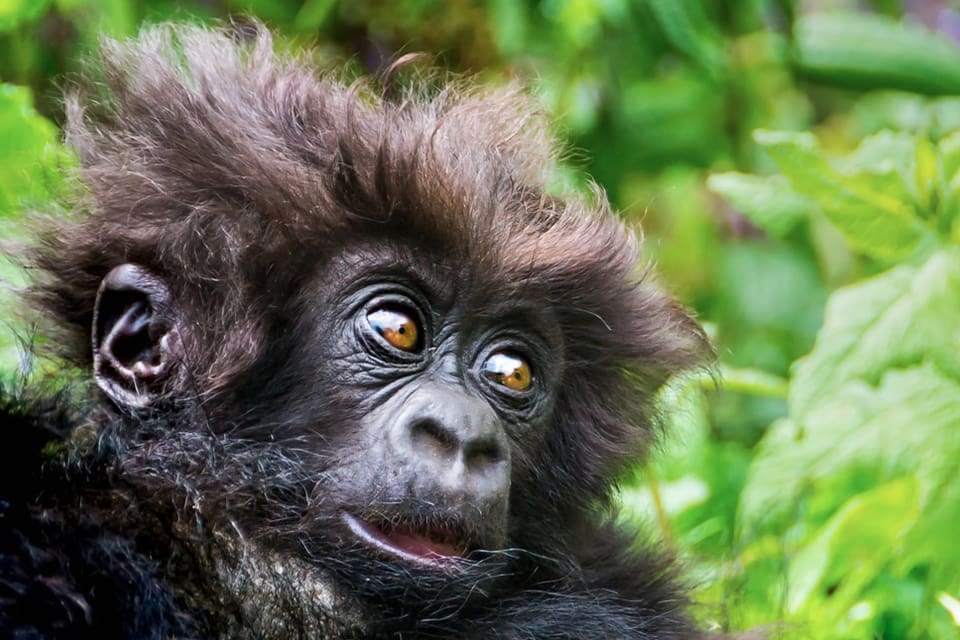Wild Mountain Gorillas