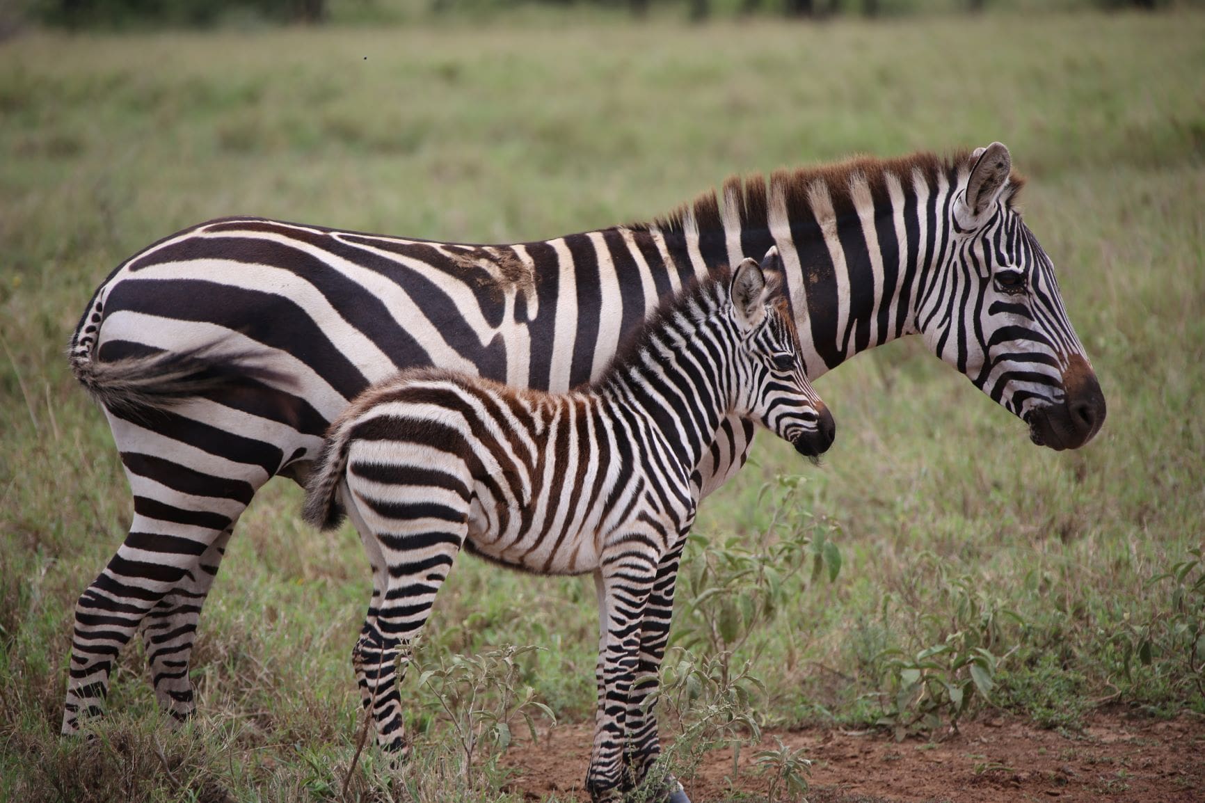 zebras