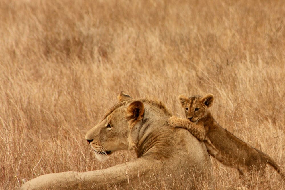 lion pride