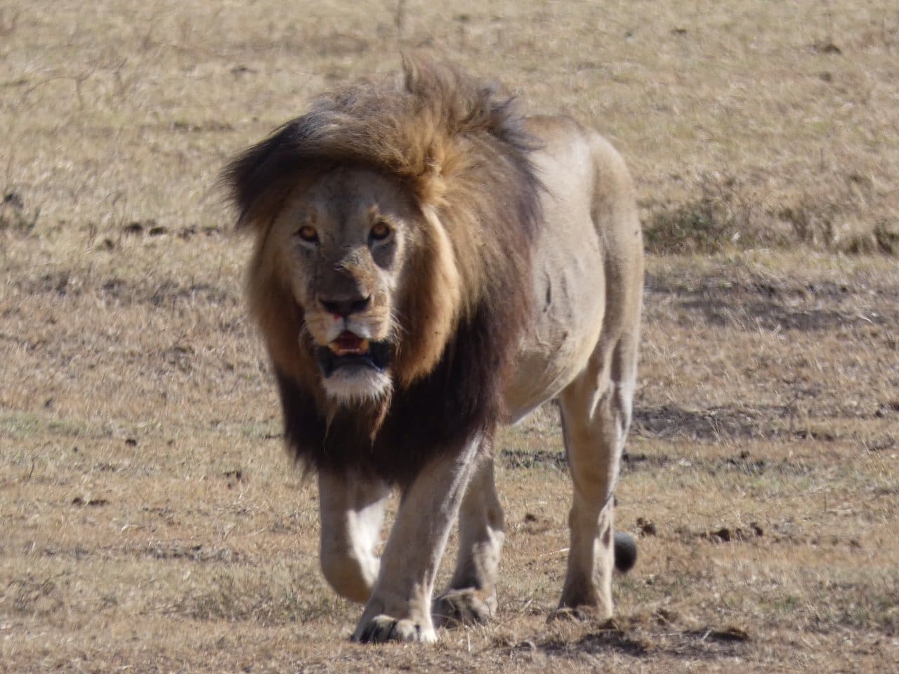 lion