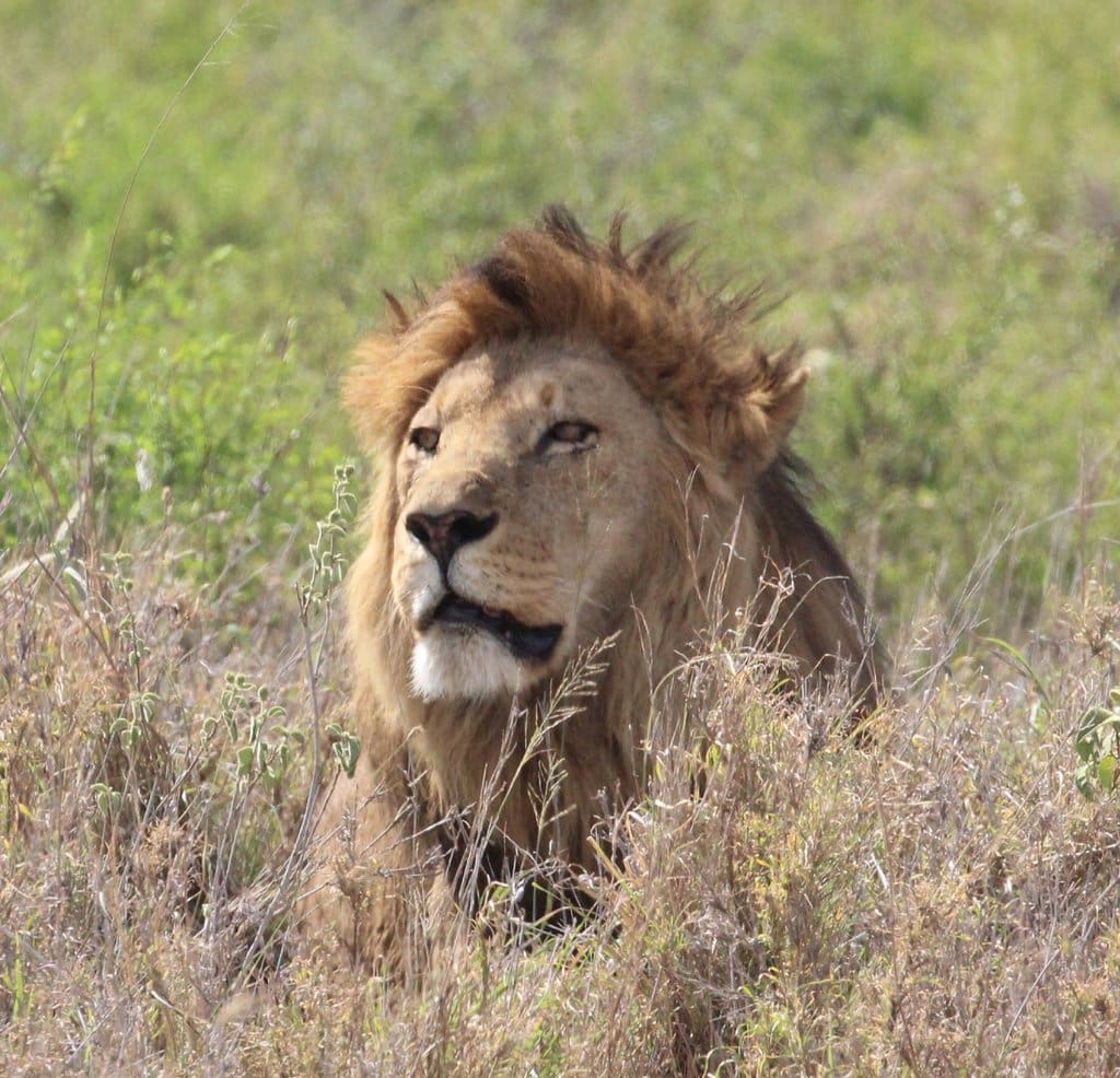 lion