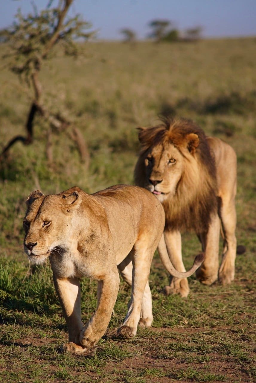 lions
